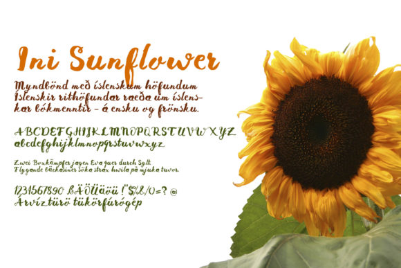Ini Sunflower: A Script Typeface for Modern Web Design
